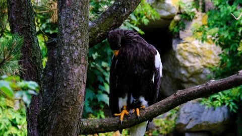 An Eagle Perched in Large Tree