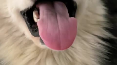 #foryou #dog #dogsofrumble #doglife #dogs #dogwithablog
