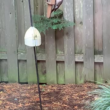 Female Red-shafted Flicker on backyard suet feeder