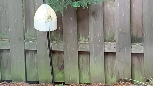 Female Red-shafted Flicker on backyard suet feeder