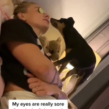 u rest i eat #rumble #dog #funny #tiktok #dogsoftiktok #viral #vegan