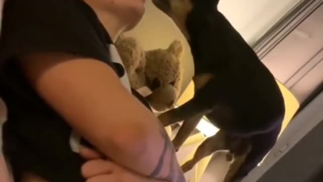 u rest i eat #rumble #dog #funny #tiktok #dogsoftiktok #viral #vegan