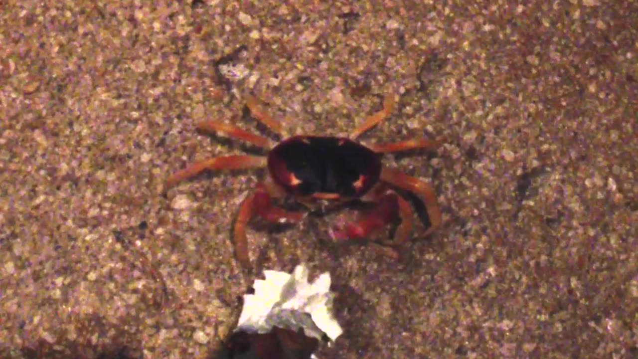 Never Seen Before! Crab Happily Eating Whipped Cream in a Restaurant!