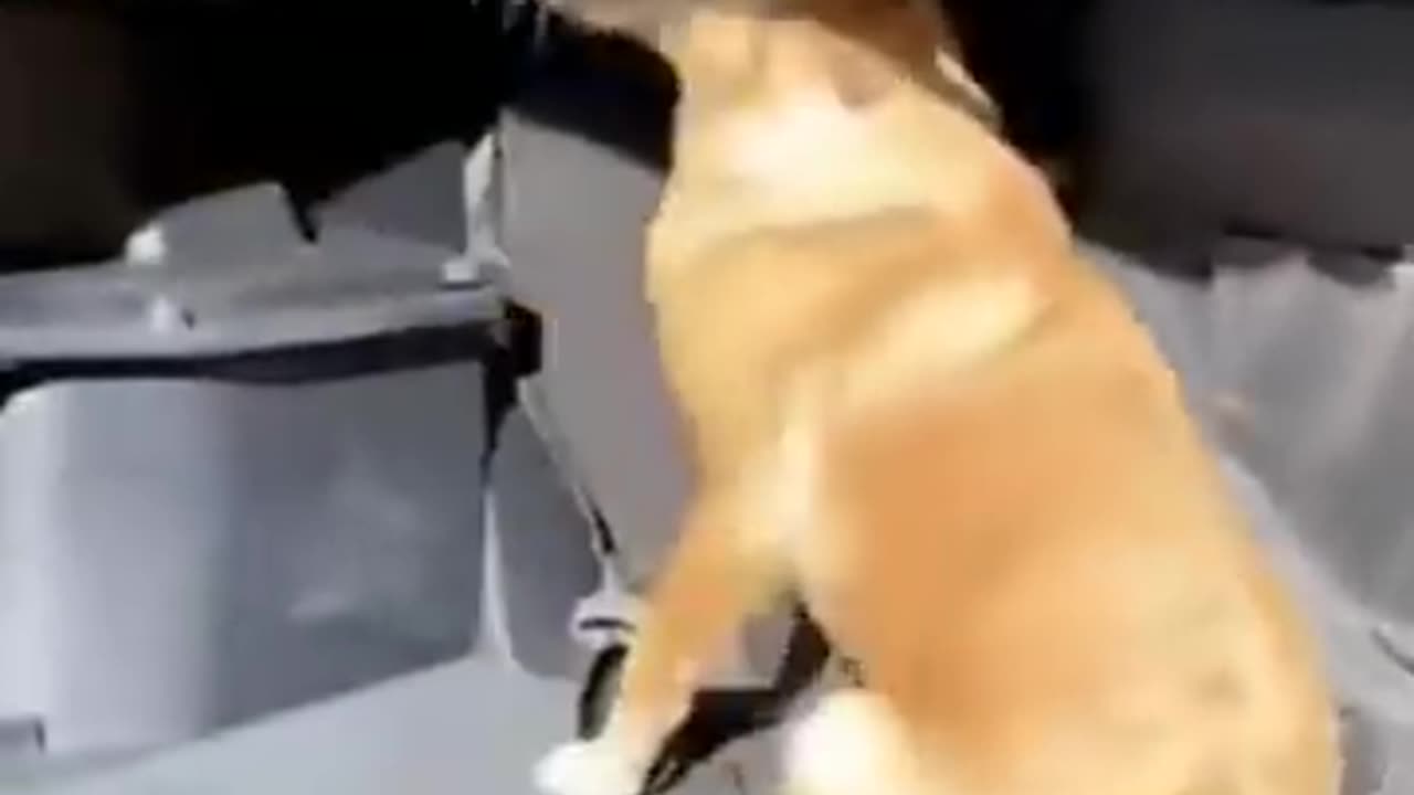funny cat videos