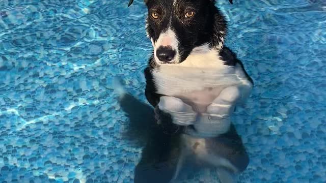 Collie Cools Off in Pool