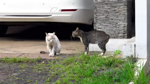 Cute cat fighting