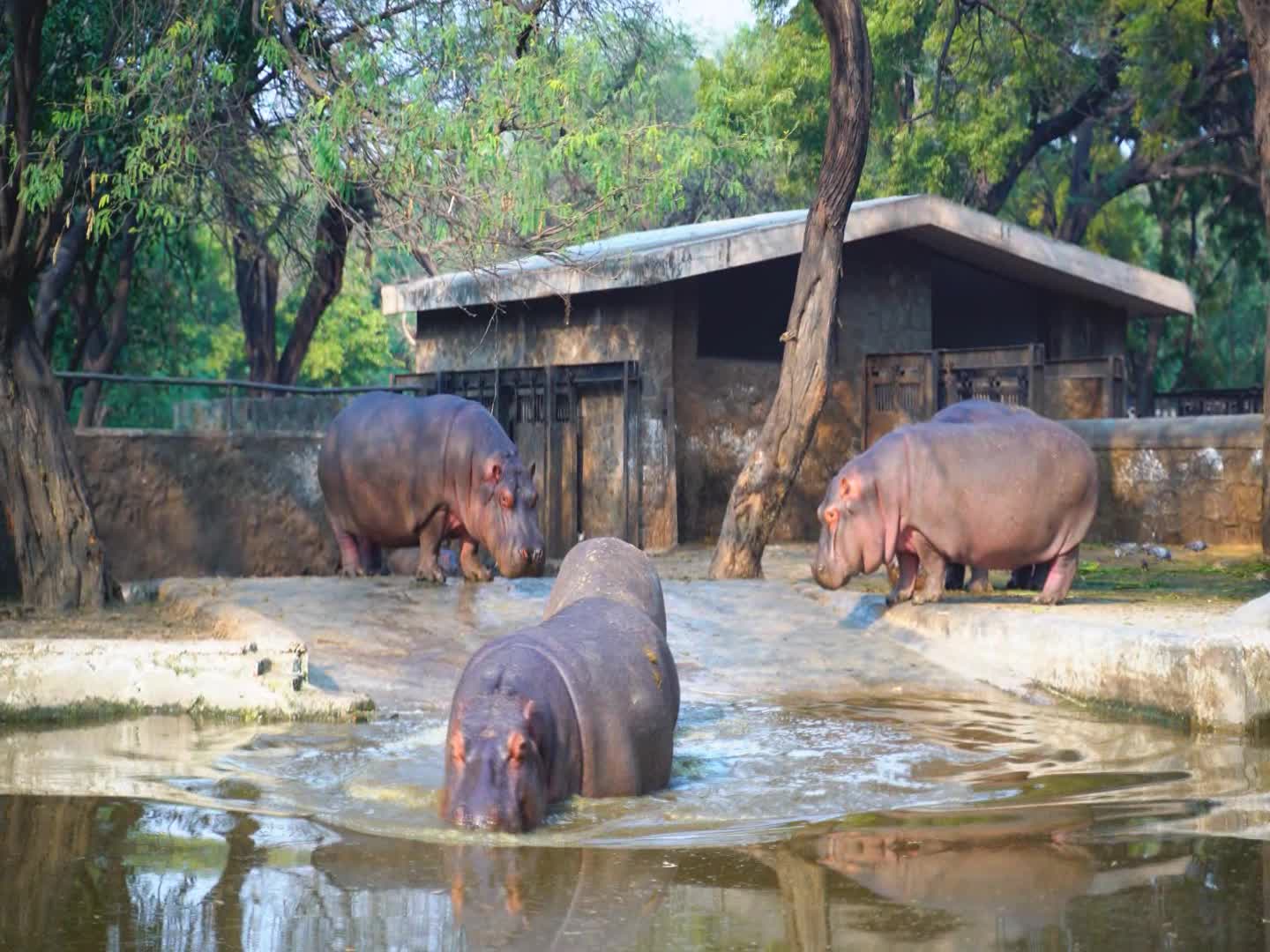 Hippo in the wild. Hippopotamus