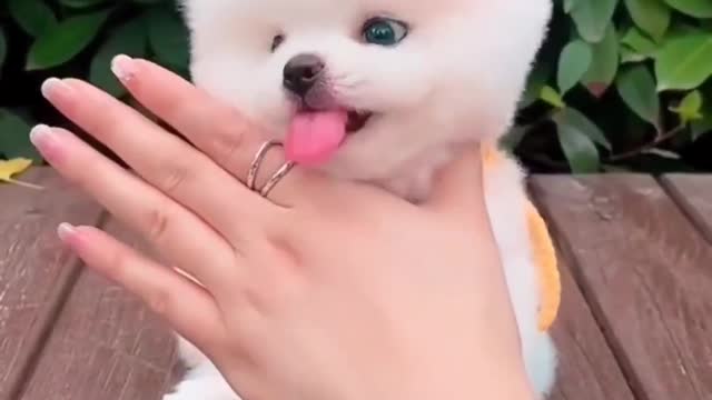 Wow So Beautiful Puppy Playing With Hand