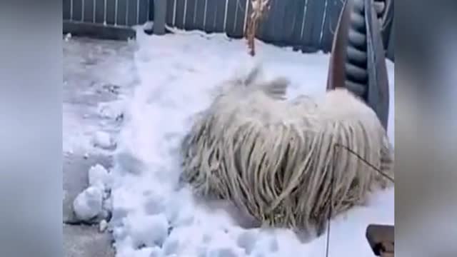 A mop in the snow