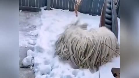 A mop in the snow