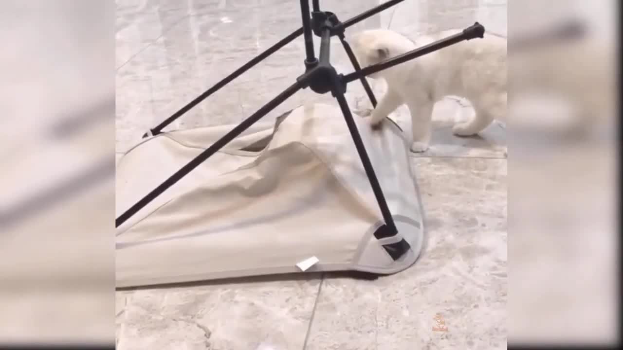 funny dog and cat