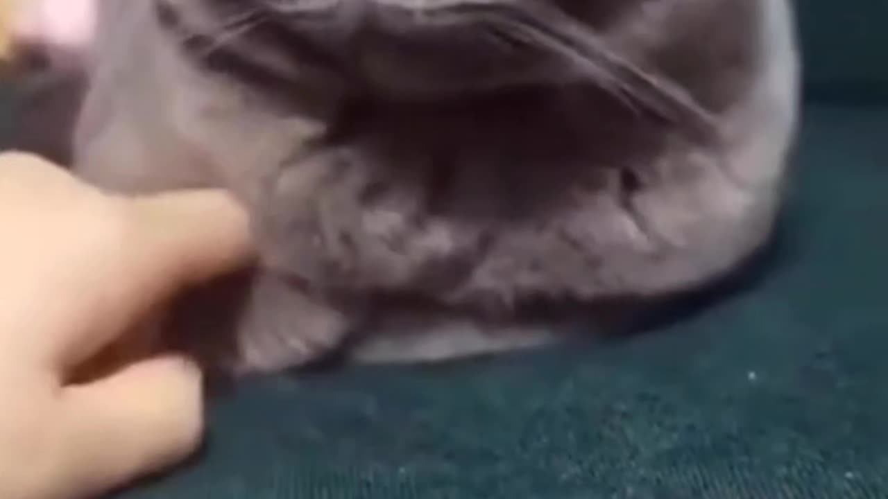 Cute cat is hurt #video#funny#viral#cute#motivational#pleasesupport
