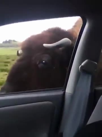 ''Paying toll'' for the bison