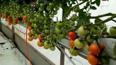 Super bushy hydroponic tomatoes