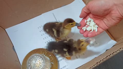 Feeding the ducklings Scottish fold kitten