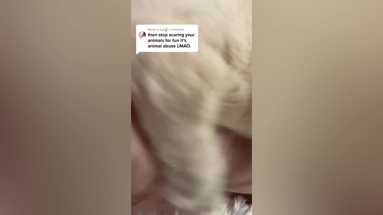 Best Funny Animal Videos Of The 2023 🤣 - Funniest Cats And Dogs Videos 😺😍