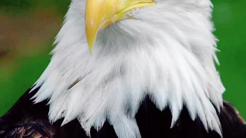 Interesting facts about Eagle