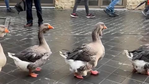 A goose parade in the Netherlands