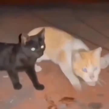 Never go fishing for a fish bigger than you