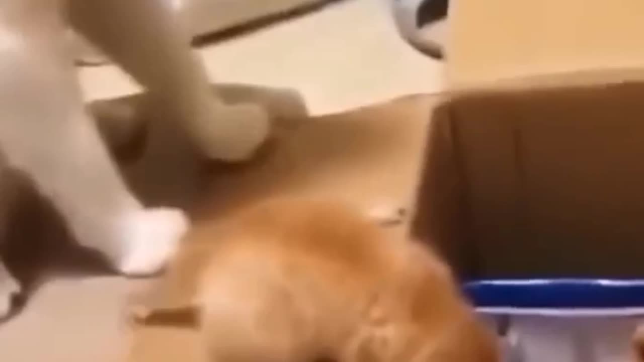 Baby Cats - Cute and Funny Cat Videos Compilation #25 | Aww Animals