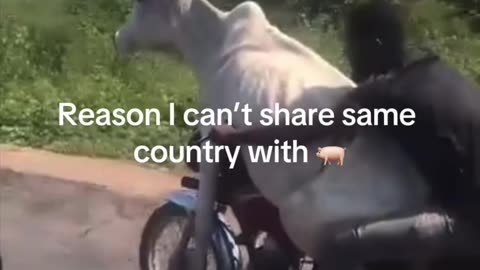Normamadic zoo