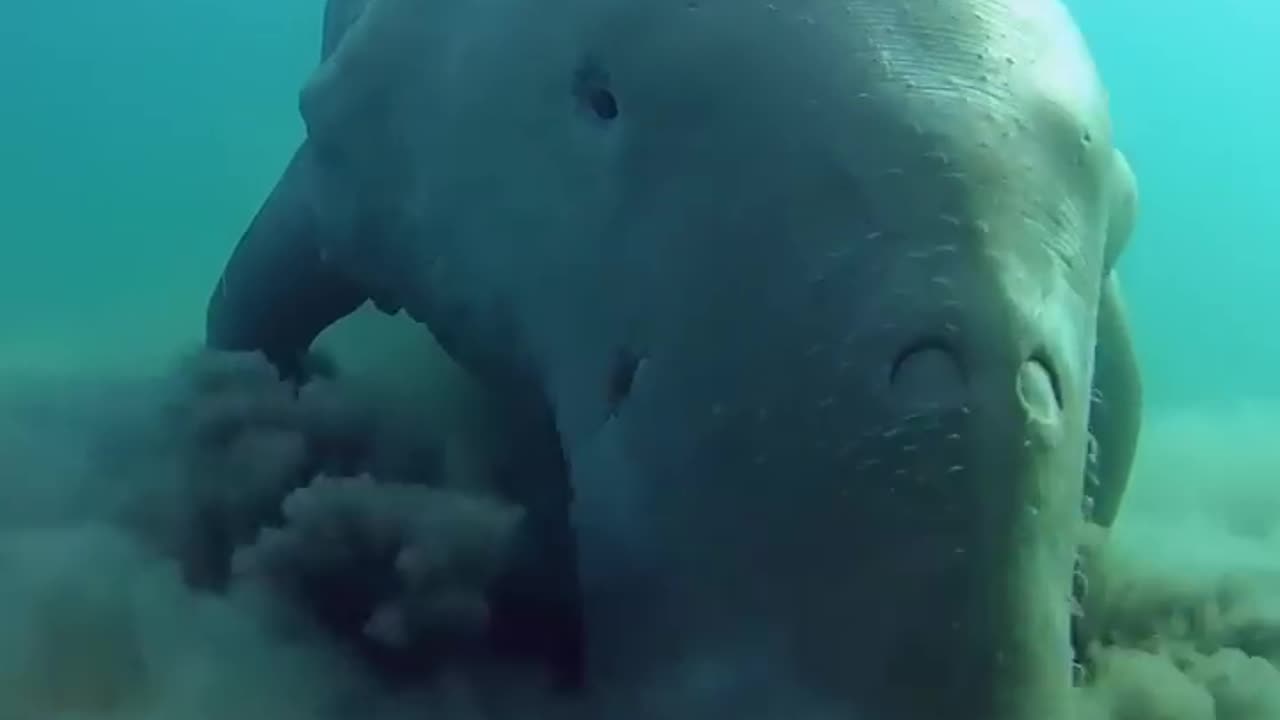 The Dugong or Sea Cow