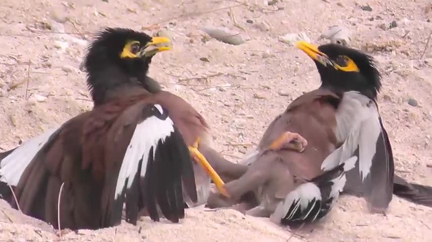 Mynah Birds (Beos) - Birds fight over a female