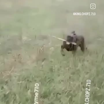 TRAINING SPARTAN HOUND - BRINDLE BOXER ATTACK MODE