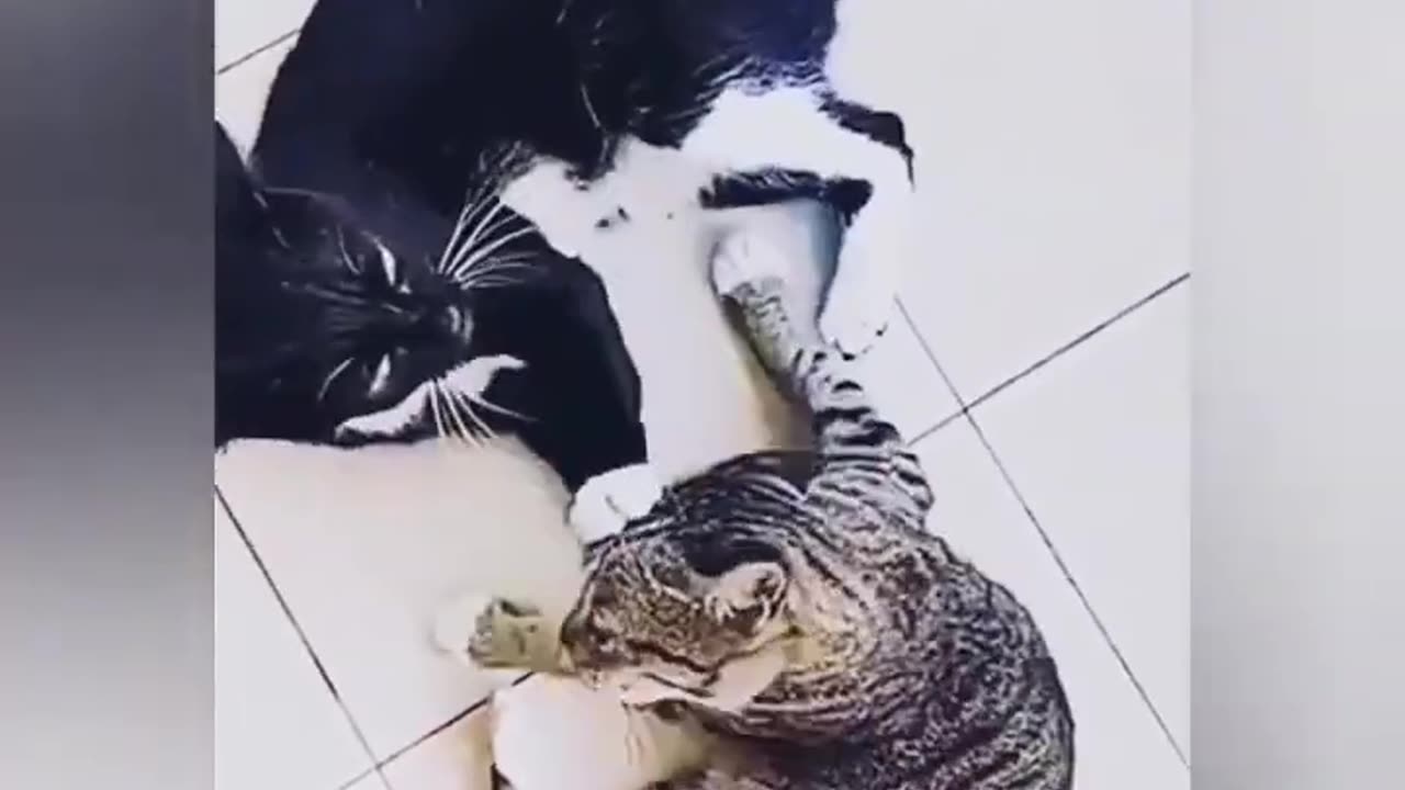 Funny Cats and Dogs Video - Best Compilation Funny Videos