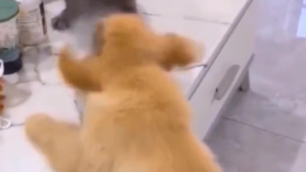 The Most Epic Cat vs. Dog Fights That Will Make You Laugh Out Loud