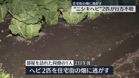 【行方不明】“ボールニシキヘビ”2匹 毒なし 栃木県・小山市