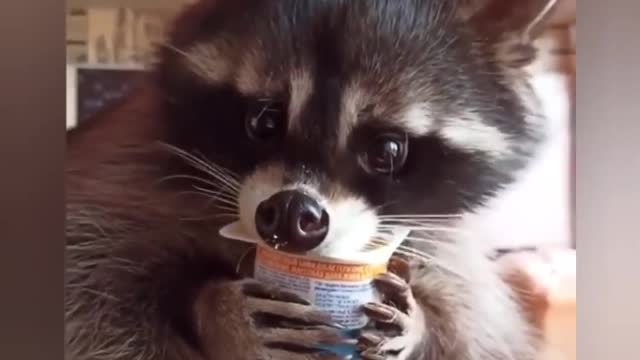 CUTE AND FUNNY ANIMAL😍 TO BRIGHTEN UP YOUR DAY | FUNNY ANIMALS