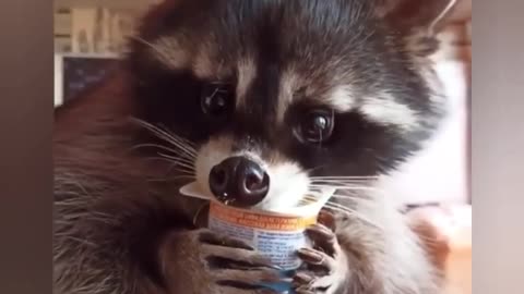 CUTE AND FUNNY ANIMAL😍 TO BRIGHTEN UP YOUR DAY | FUNNY ANIMALS