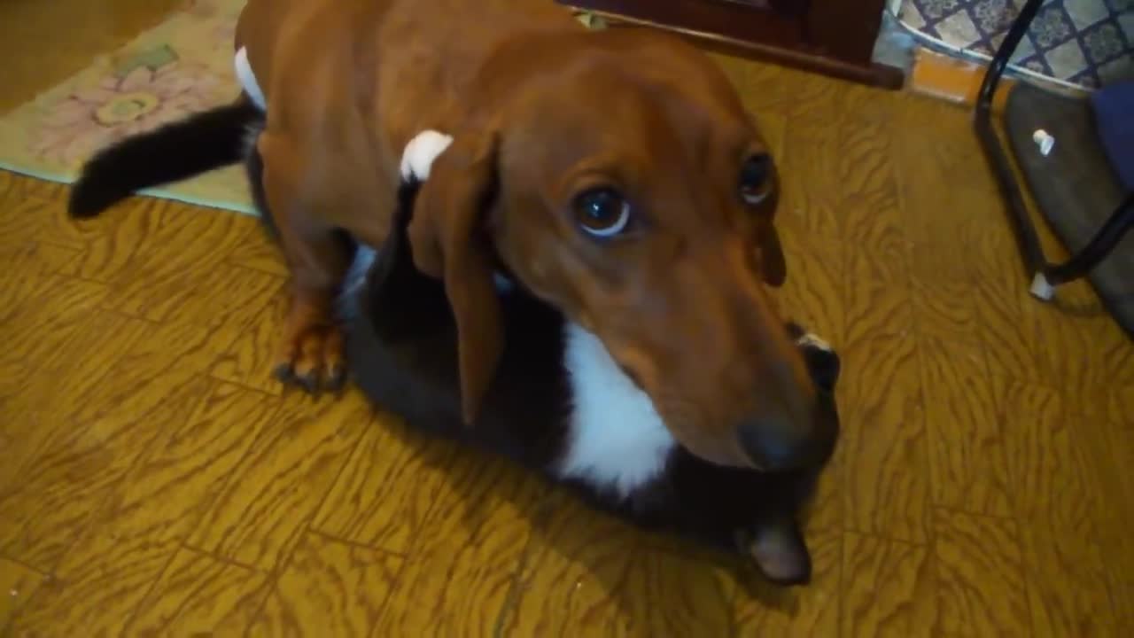 Dachshund has caught a cat and is playing with it.