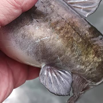 Bullhead catfish