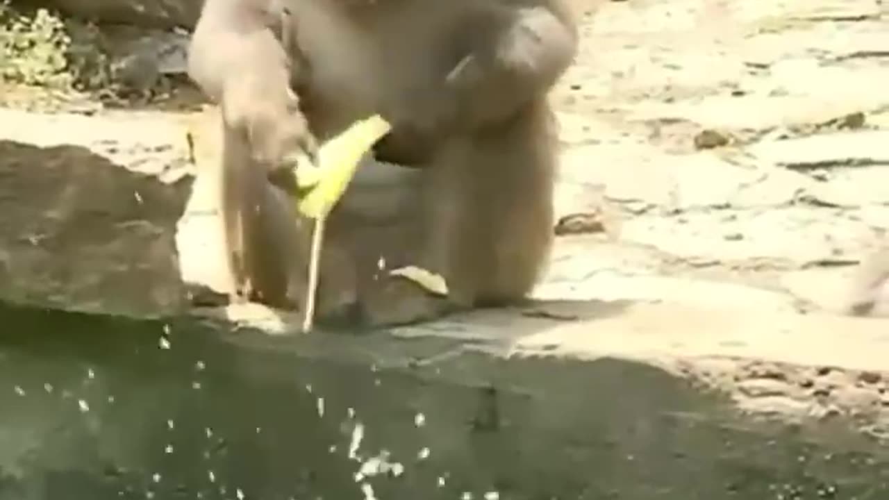 Cute and funny.