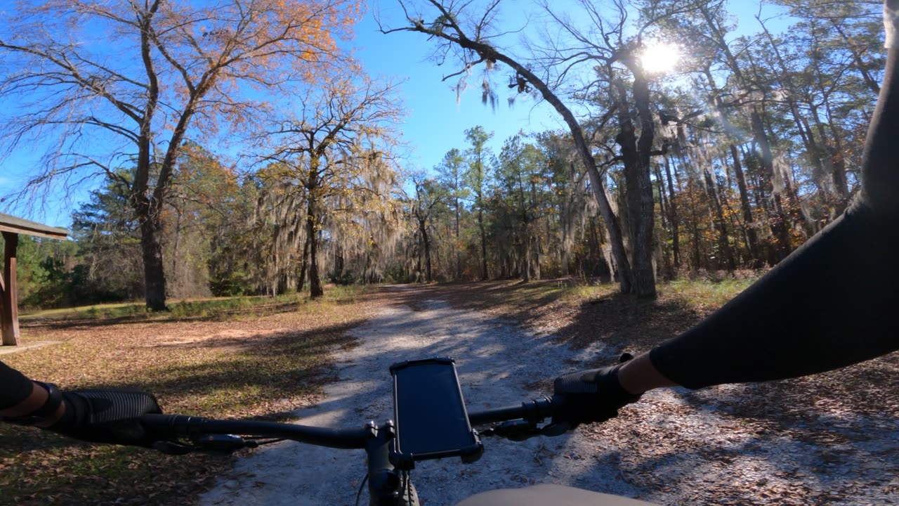 Spooky Trees