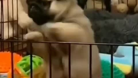 Cute Dogs Funny Dogs # The most crazy and funniest dogs #shorts #cats #dogs