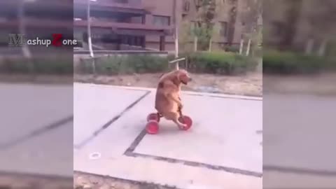 Funny animals videos 😂😆😂😂