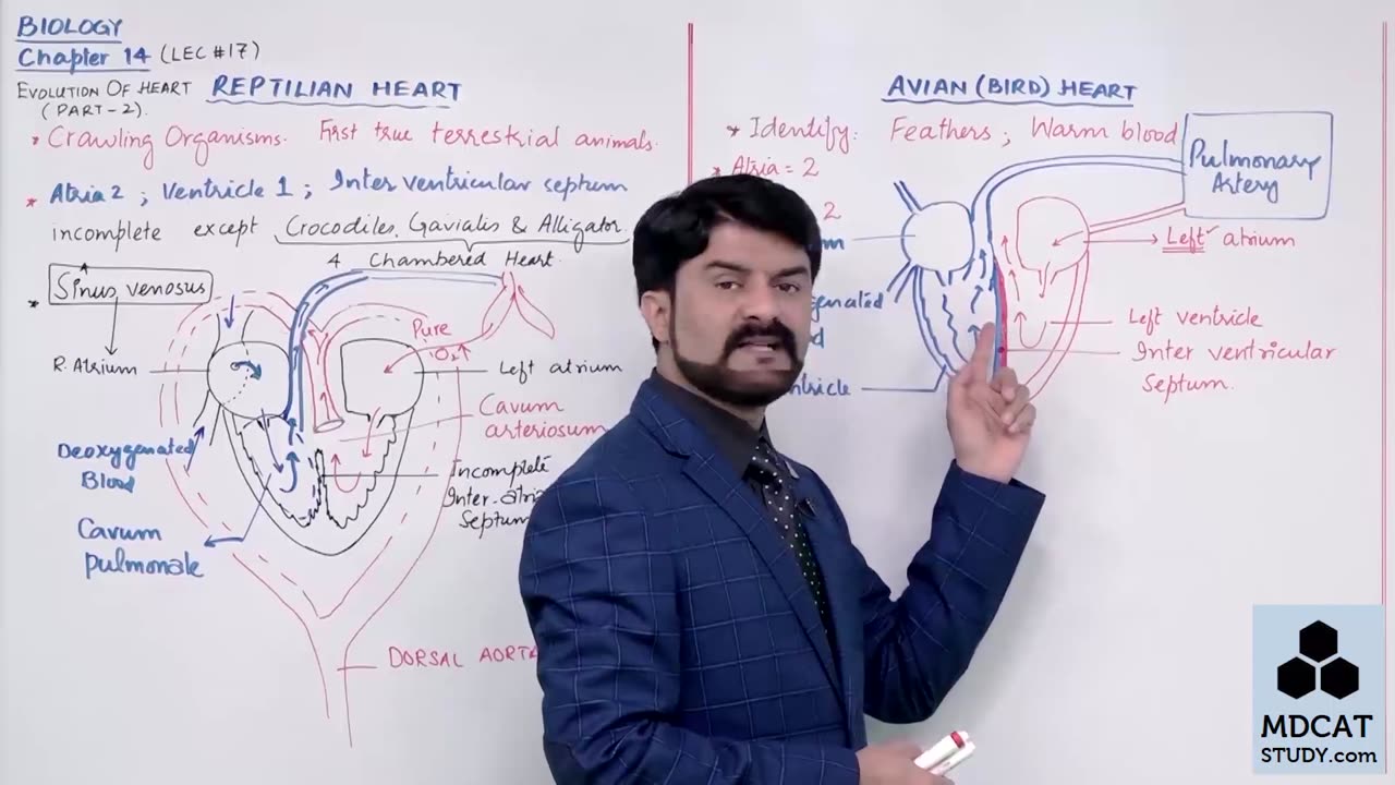 LEC#17 EVOLUTION OF HEART (PART-B)
