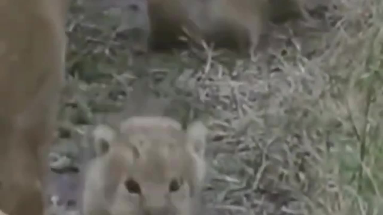 CUTE BABY LEONS. How cute they are