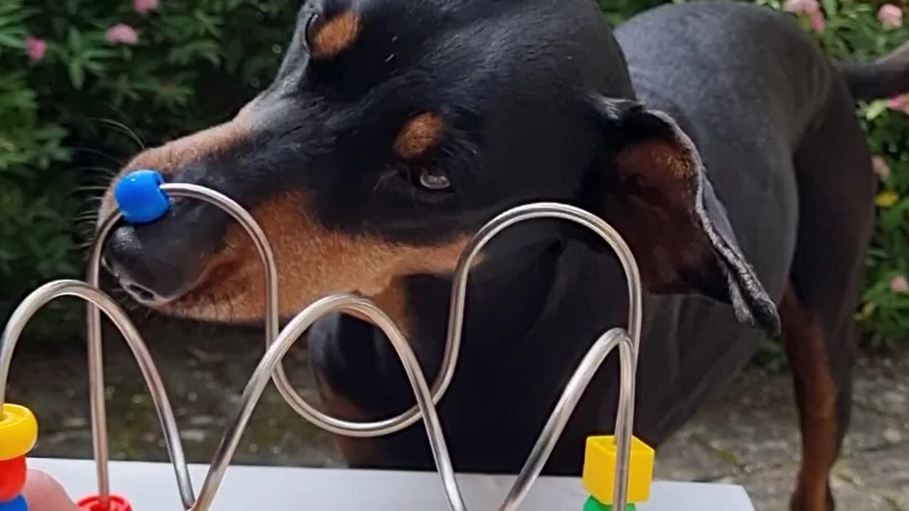 Pinscher Demonstrates Fine Motor Skills By Playing With a Children's Toy