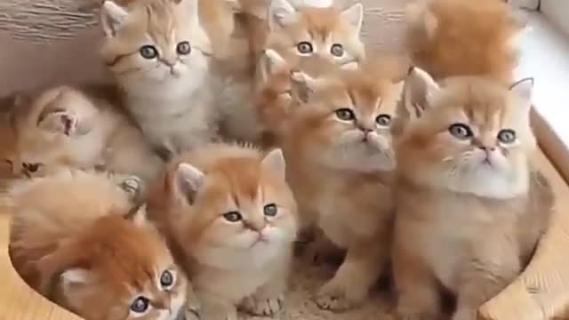 Funny Cats ✪ Cute and Baby Cats Videos Compilation