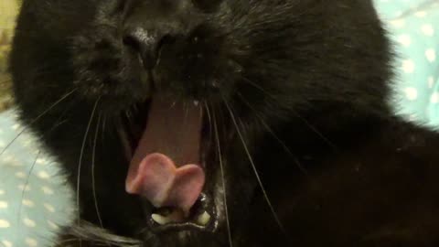 Cat Yawn Teeth The Language Wash Up Boring Animal