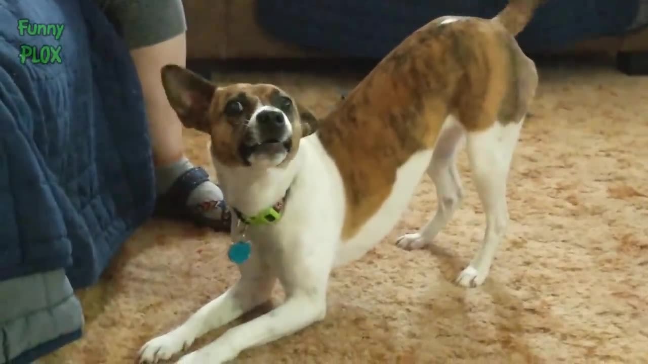 Funny Dogs Barking and Howling Compilation #DogLife#PuppyLove#Doggo#FurryFriends#DogDays#Dogs