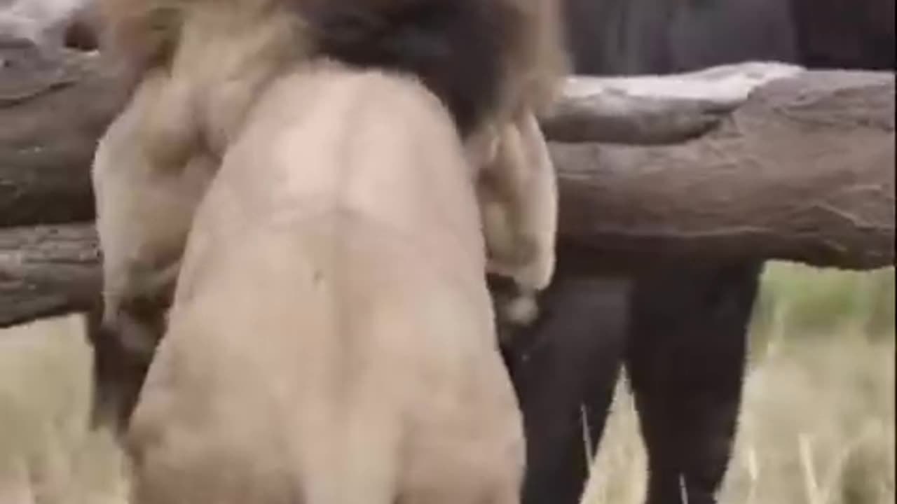 Buffalo fight back lion part 1 #Shorts #Animals