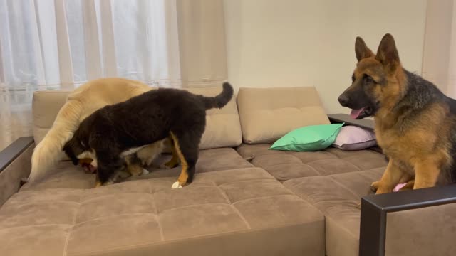 COUCH PARTY TIME! Golden Retriever, Bernese Mountain Dog and German Shepherd!