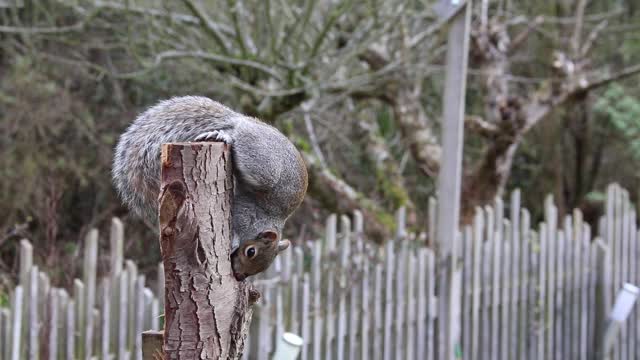 Gray Squirrel eating on tree