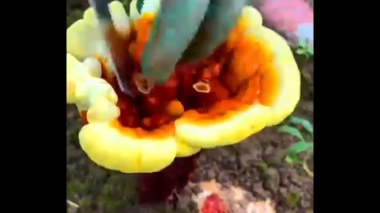 Lingzhi mushroom farming techniques #asmr