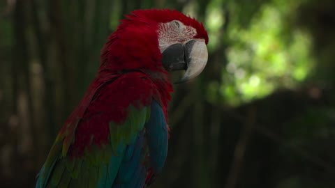 Parrot video